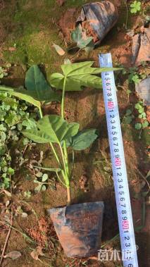 高度15厘米八角金盘