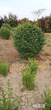 高度80厘米水腊球