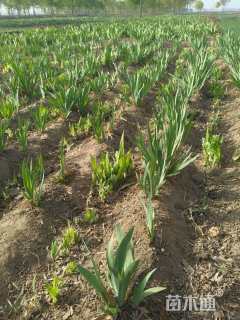 高度20厘米黄花鸢尾