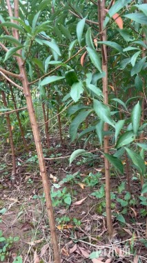 高度60厘米李子小苗