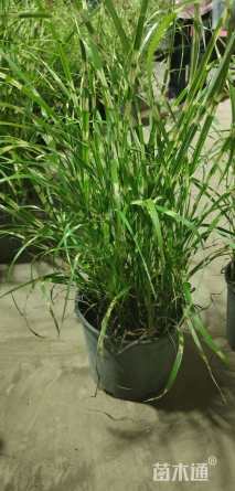 高度50厘米斑叶芒