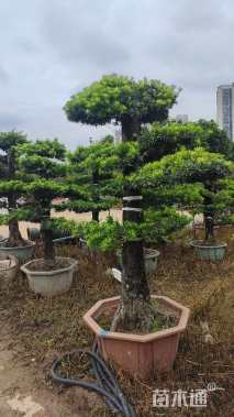 18公分金钻罗汉松