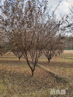 高度450厘米红叶榆叶梅