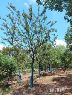 20公分朴树