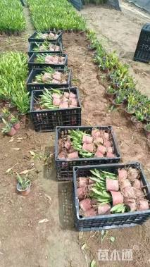 高度20厘米玉簪