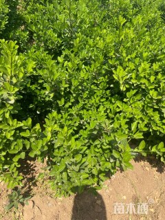 高度60厘米大叶黄杨