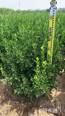 高度60厘米大叶黄杨