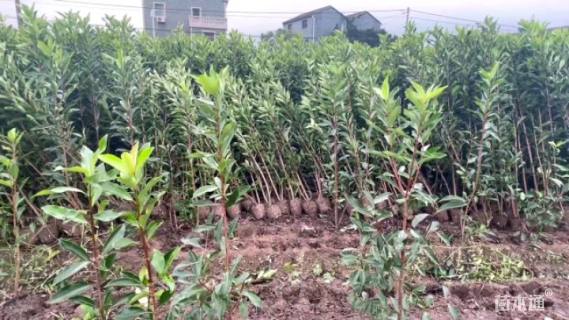 高度180厘米法国冬青