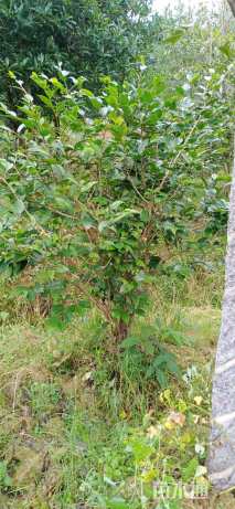 高度180厘米茶花