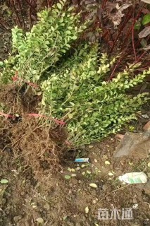 高度50厘米卫矛