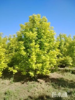 高度600厘米丛生金叶白蜡