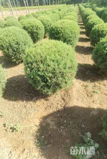 冠幅60厘米桧柏球