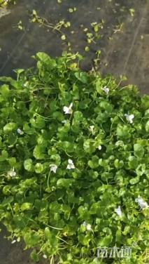 高度5厘米肾叶堇