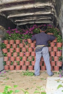 高度35厘米同安红