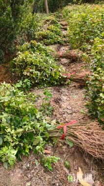 高度80厘米枫香小苗