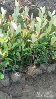 0.1公分红叶石楠