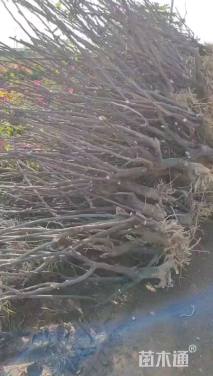 高度100厘米三角梅