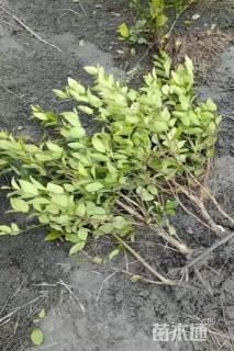 高度40厘米金森女贞