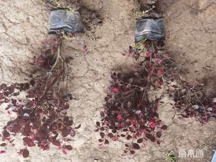 高度25厘米红花继木