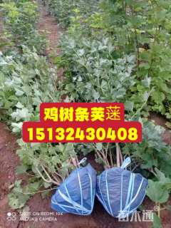 高度150厘米鸡树条荚蒾