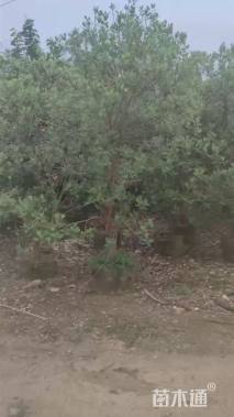 高度300厘米桃金娘