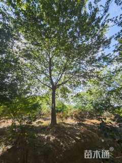 15公分朴树