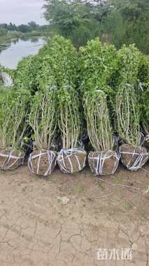 高度180厘米丛生木槿