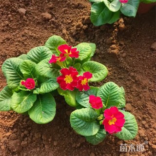 高度22厘米报春花