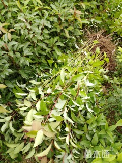 高度60厘米香樟小苗