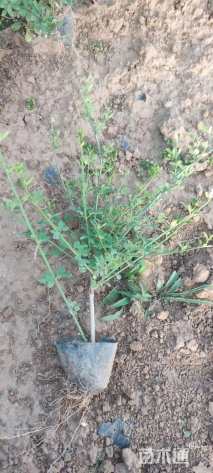 高度20厘米平枝栒子