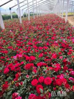 高度30厘米丰花月季