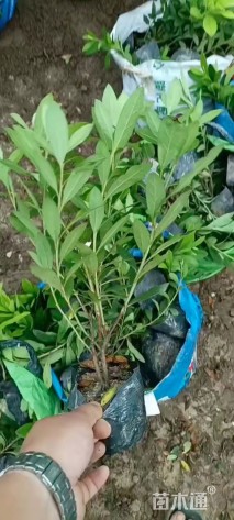 高度30厘米毛鹃