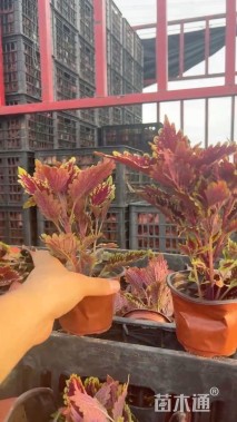 高度30厘米莲子草