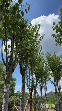 高度450厘米紫荆