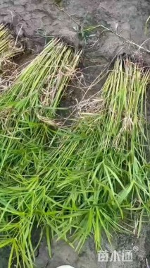 高度10厘米旱伞草