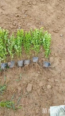 高度40厘米水蜡