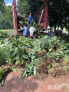 高度30厘米水生美人蕉