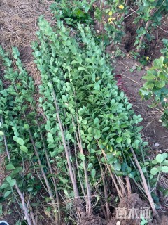 高度120厘米北海道黄杨