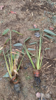 高度70厘米再力花