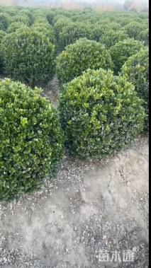 冠幅120厘米大叶黄杨球