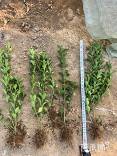 高度40厘米大叶黄杨