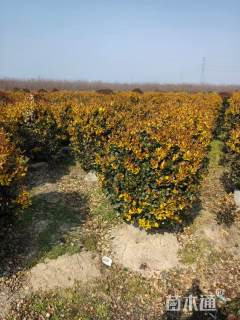 冠幅120厘米金森女贞球