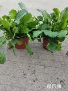 高度15厘米大滨菊