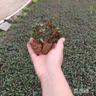 高度5厘米彩叶草