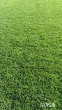 草毯状四季青草坪