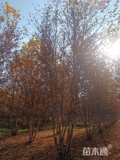 高度800厘米(6杆)丛生白桦