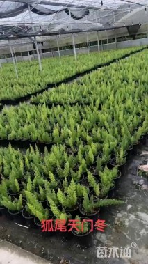 高度30厘米狐尾天门冬