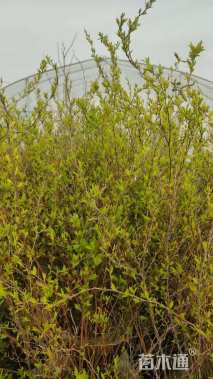 高度50厘米绣线菊