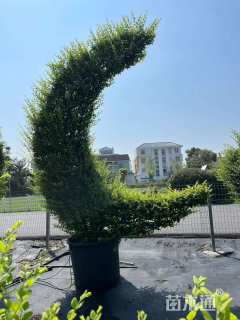 1公分造型小叶女贞