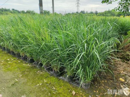 高度30厘米柳枝稷